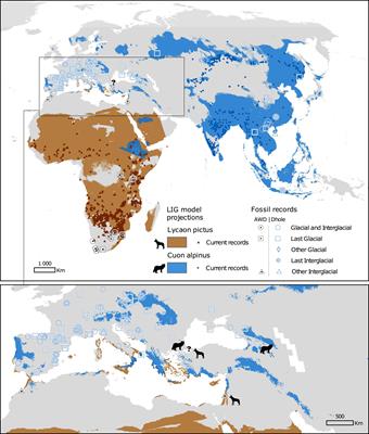 Multiple Lines of Ecological Evidence Support Ancient Contact Between the African Wild Dog and the Dhole